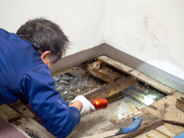 Best HVAC Mold Remediation in Lakewood, OH