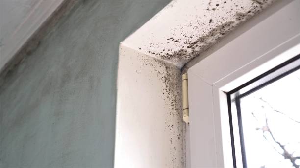 Best Post-Flood Mold Remediation in Lakewood, OH