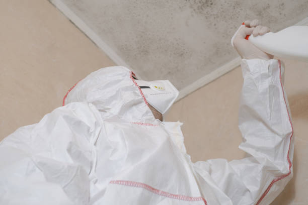 Best Residential Mold Remediation in Lakewood, OH
