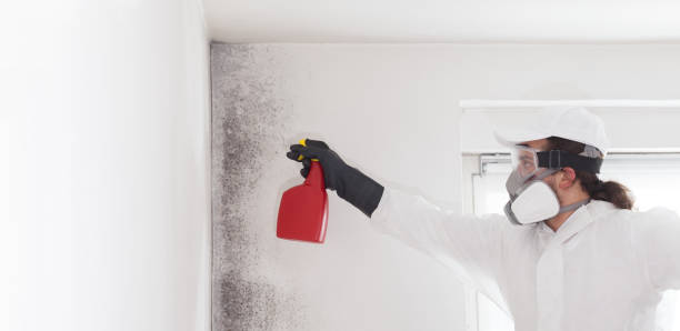 Best Basement Mold Remediation in Lakewood, OH