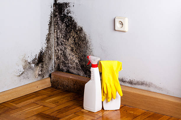 Best Commercial Mold Remediation in Lakewood, OH